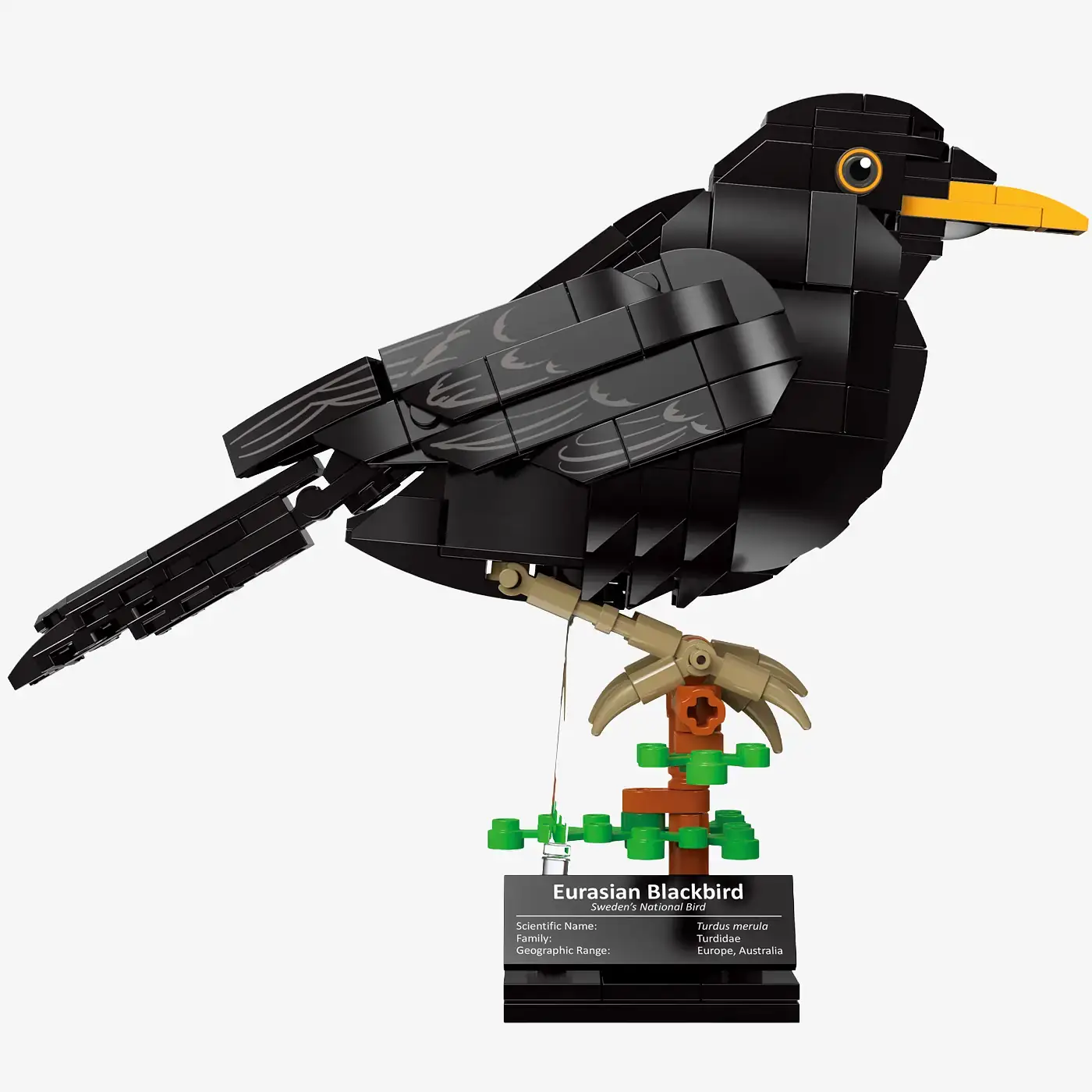 青島BLUEBIRD TURBO FISCO 1/24 BLACK BlueBrixx Eurasian Blackbird • Set 107675 • SetDB