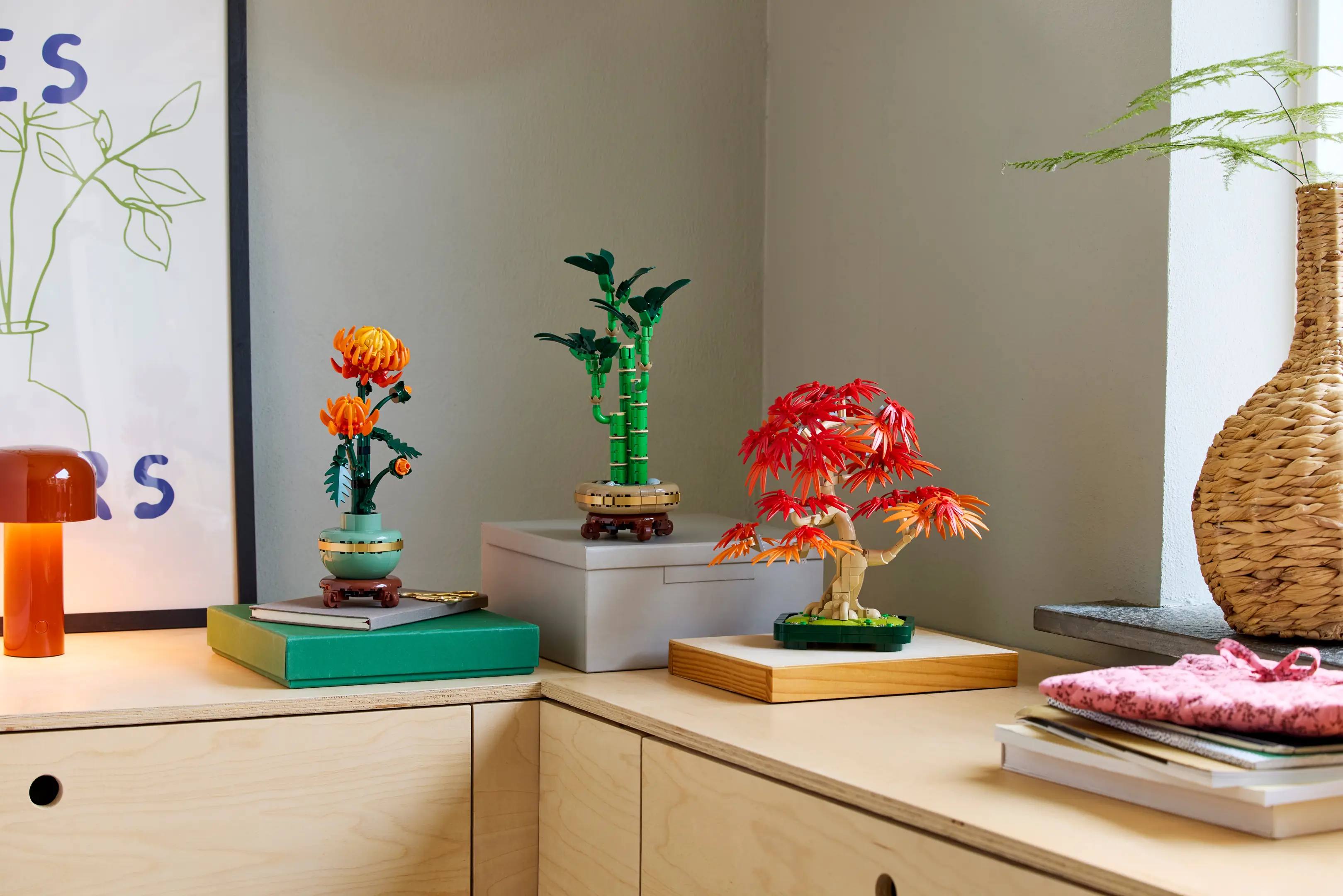 Buy Acer pictum 'Hoshi yadori' Batwing Maple — Mr Maple