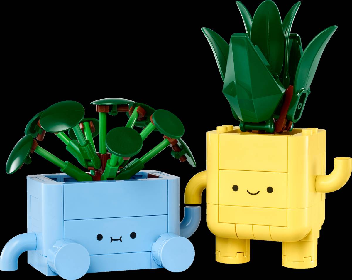 dracaena plants for sale American Plant Exchange Lemon Lime Dracaena Live Plant in 10